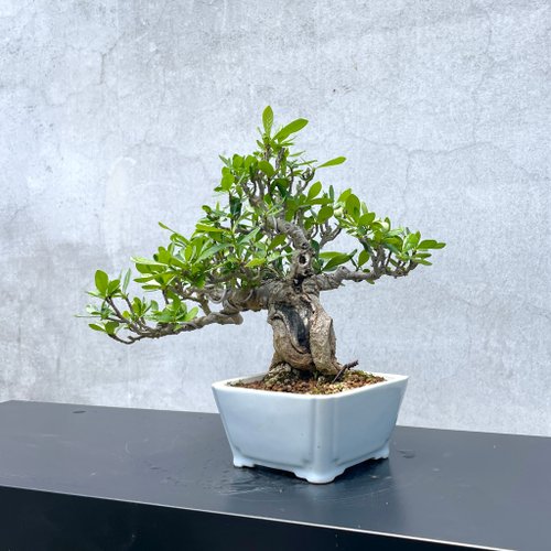 盆栽 『クチナシ』 花 インテリア 観葉植物 ガーデニング 送料無料 b071 楽天市場】クチナシ 苗（盆栽｜花・観葉植物）：花・ガーデン