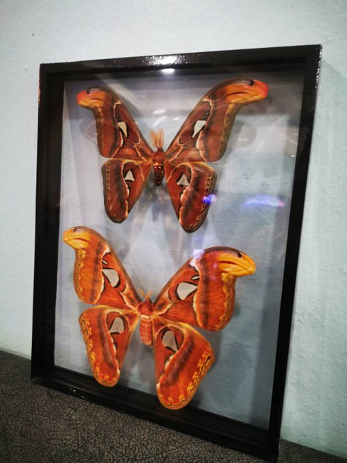 cococollection Real Atlas Moth(F&M) Butterfly Insect Acrylic Glass Frame Set Taxidermy Attacus