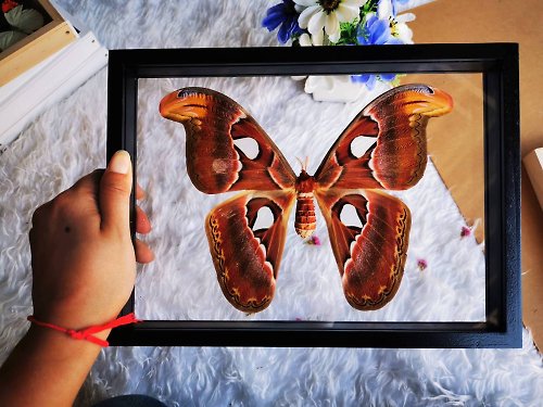 cococollection Set Atlas Moth F Butterfly Insect Taxidermy Double Acrylic Glass Black Frame
