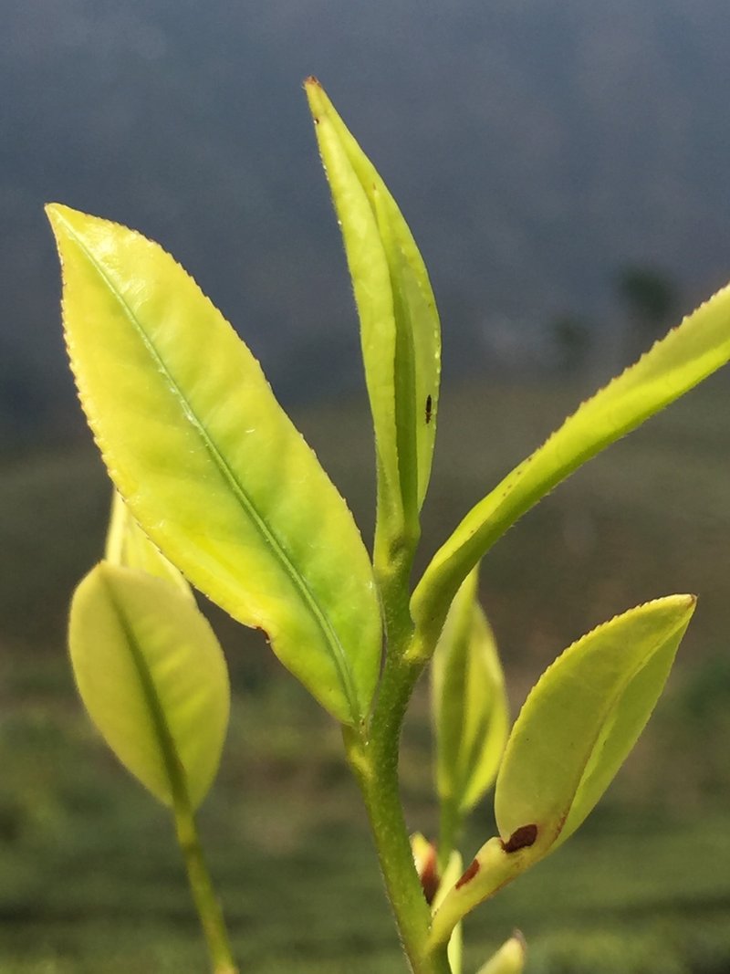 大吉嶺莊園紅茶 基礎品茗體驗 - 烘焙/料理/美食 - 其他材質 