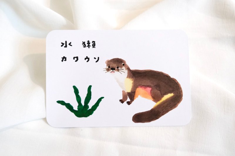 Photo card otter postcard - การ์ด/โปสการ์ด - กระดาษ ขาว