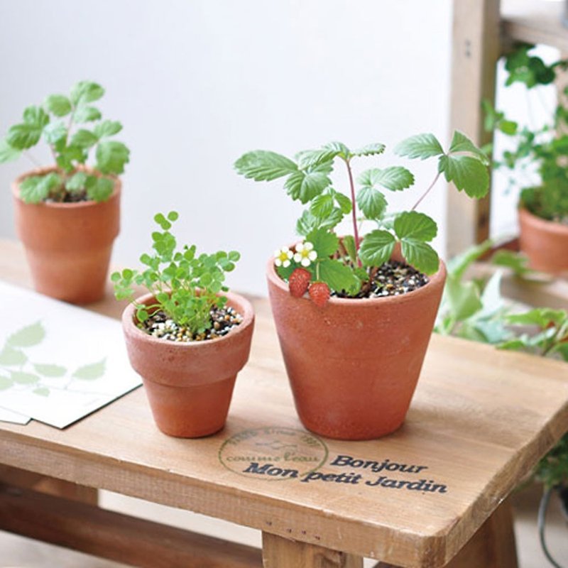 Terracotta Garden 陶盆雜貨植栽盆器 / 野草莓 - 植栽/盆栽 - 陶 咖啡色