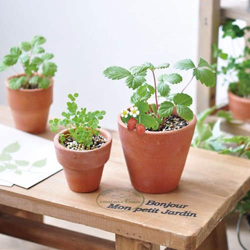 聖新陶芸 SEISHIN Terracotta Garden 陶盆雜貨植栽盆器 / 野草莓