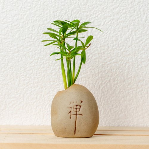 巧繪網植物館 禪石系列-小葉羅漢松盆栽