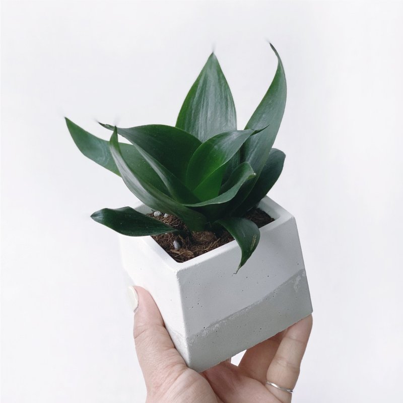 (預購) 白灰漸層系列 | 稀有少見品種 墨綠虎尾蘭 方形水泥植栽 - 植栽/盆栽 - 植物．花 灰色