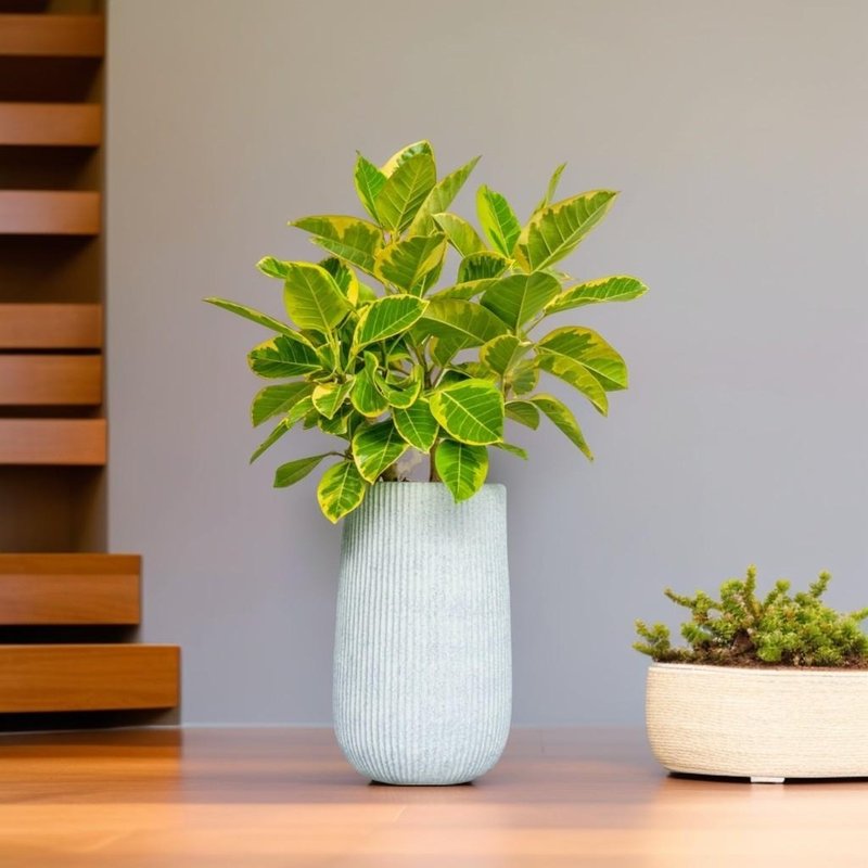 Golden Rich Ficus Alice Blue Terrazzo Large Potted Plant Floor Potted Plant Opening Gift Housewarming Gift - ตกแต่งต้นไม้ - พืช/ดอกไม้ 