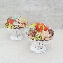 Dou Dou 多肉植物】【フェニックス】新築祝い│ギフト│販促