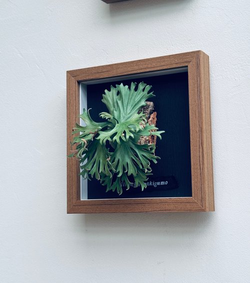 P.willinckii Makigumo 巻雲_革製ビカクシダフォトフレーム - ショップ