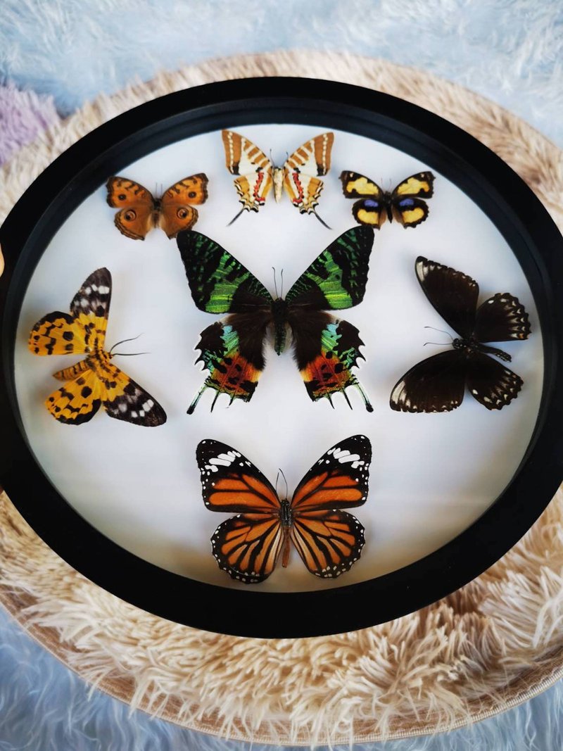 Madagascar Butterfly Beautiful Taxidermy Insect Circle Frame Wood Display - Blac - Wall Décor - Wood Black