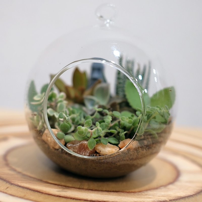 玻璃球世界 獨一無二的療癒 可用文化幣 - 盆栽/花藝 - 植物．花 