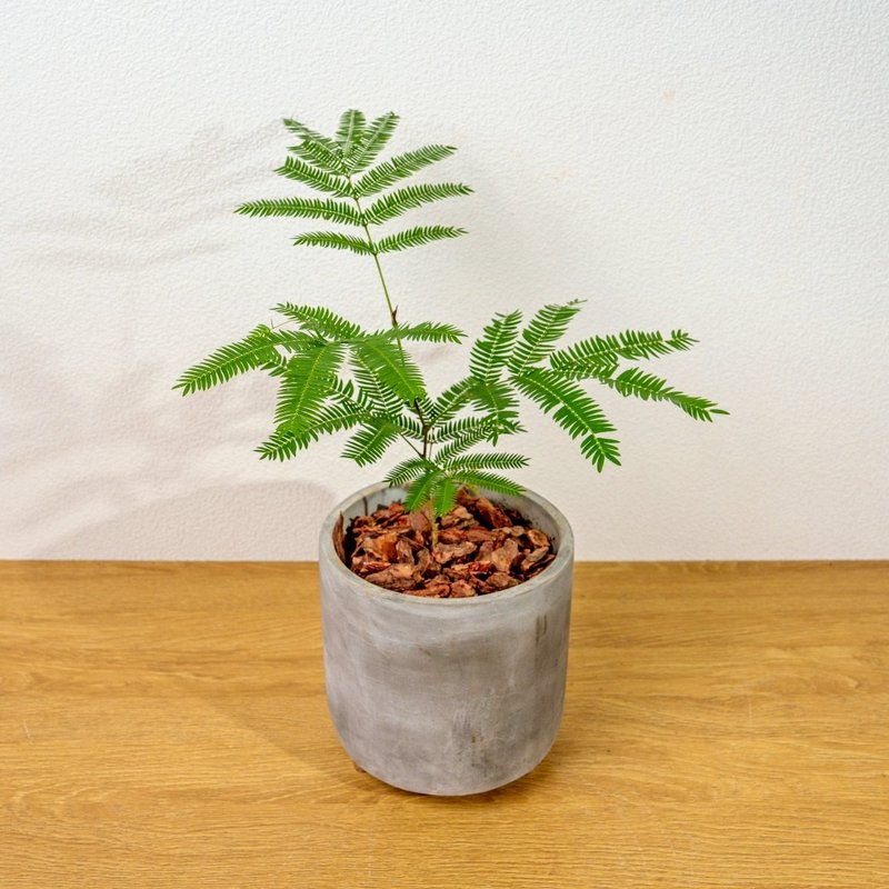 小豆樹木腳水泥盆栽 桌上盆栽 室內植物 開幕送禮 喬遷禮物 - 盆栽/植栽 - 陶 灰色