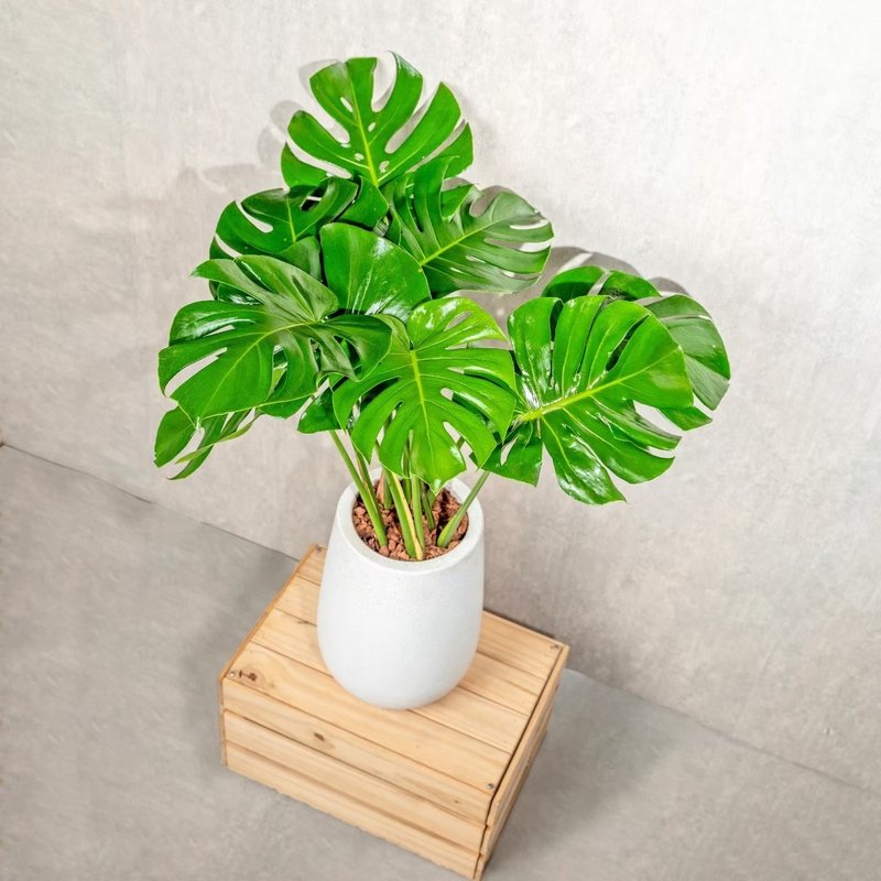 Turtle taro Cement potted floor-standing potted plant large potted white water Stone flowerpot opening gift - ตกแต่งต้นไม้ - พืช/ดอกไม้ 