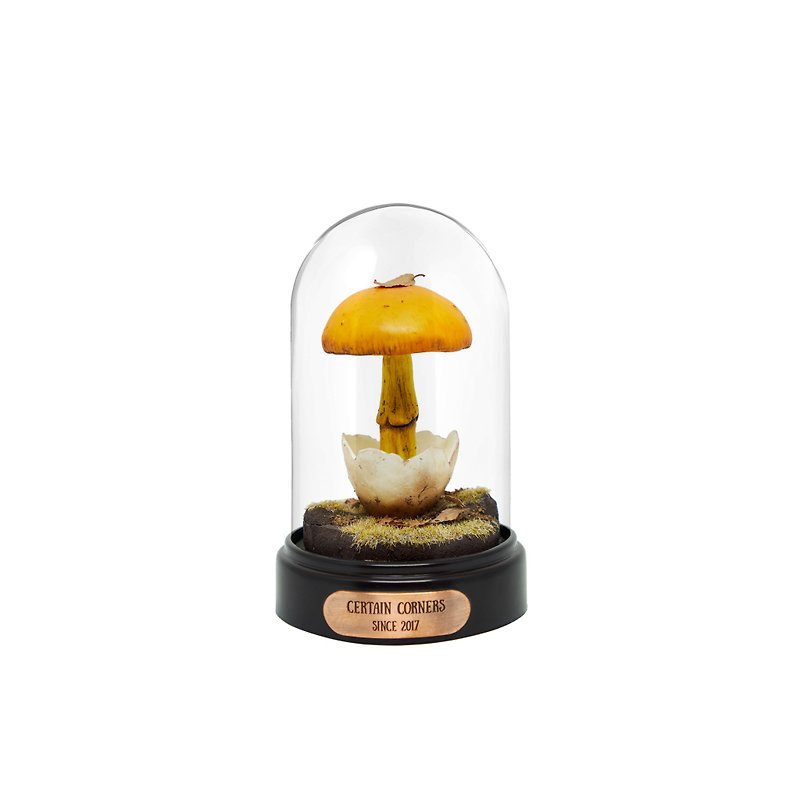 Certain Corners Orange Cap Amanita Mushroom Specimen Night Light - โคมไฟ - วัสดุอื่นๆ สีส้ม