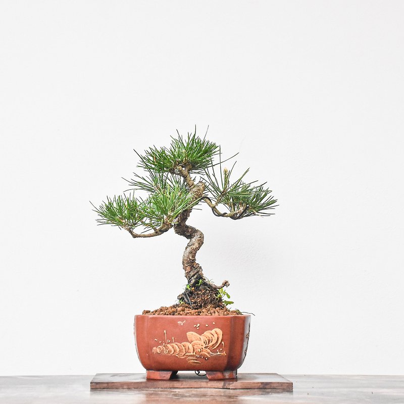 黑松 Black Pine | 盆景星球 Bonsai Planet - 植物/盆栽/盆景 - 植物．花 