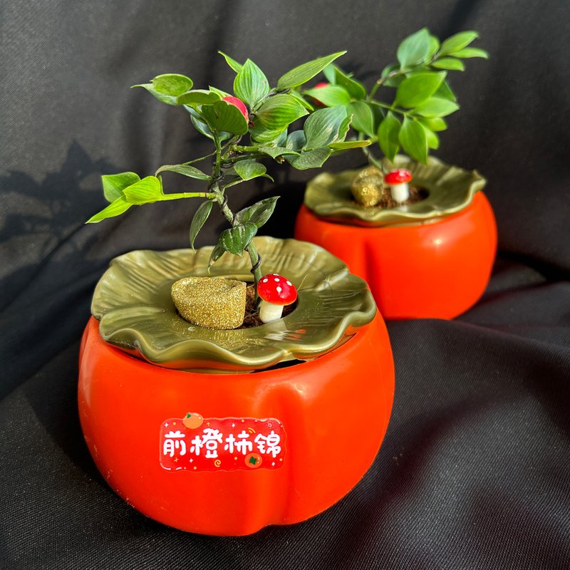 植栽 室內盆栽 柿柿如意盆栽 竹柏 - 植栽/盆栽 - 其他材質 橘色