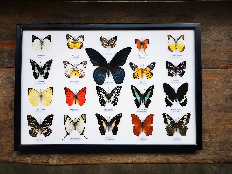 Mix 20 Beautiful Butterfly Insect Taxidermy Entomology - Wall Décor - Wood 
