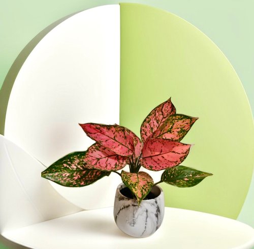 ORCHID CHEN 蘭沉空間 【大理石質感淨化】亞曼尼 桌上型盆栽 送禮自用客廳浴室擺設