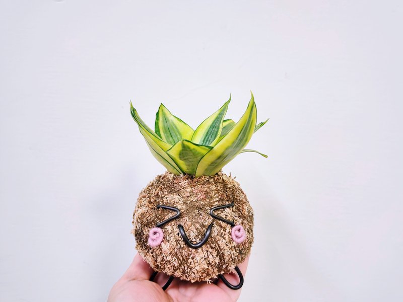 Japanese creative moss balls│Golden Sansevieria│Indoor plants│Balcony plants│Foliage plants - Plants - Plants & Flowers Yellow