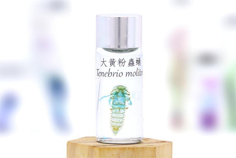 透明生物標本 - 大黃粉蟲蛹 Tenebrio molitor - 擺飾/家飾品 - 玻璃 