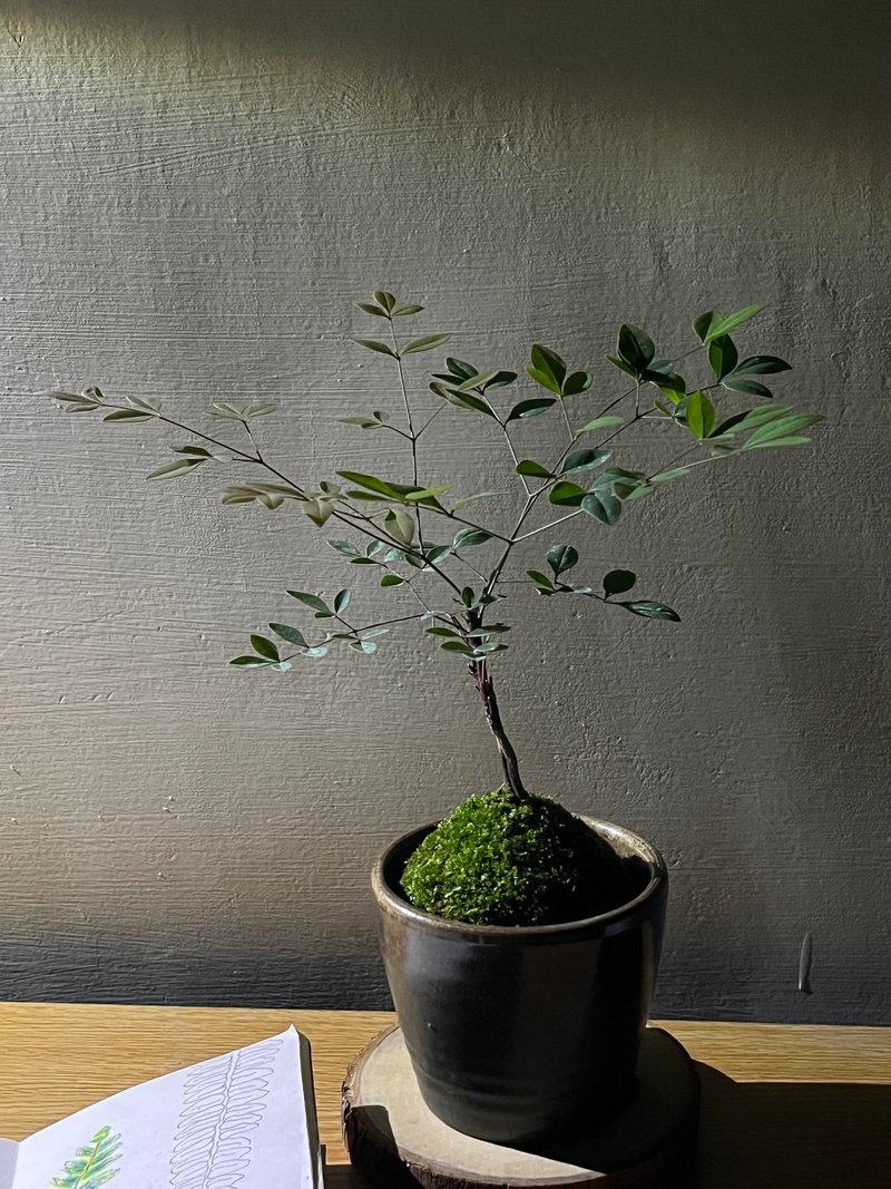 台灣南天竹 l 植物苔球 長輩送禮 禮物 室內植栽 開幕盆栽 - 盆栽/植栽 - 植物．花 