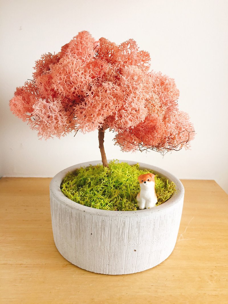 [Pure nature] Shiba Inu dry plants cherry tree grass potted potted gifts - ตกแต่งต้นไม้ - พืช/ดอกไม้ สึชมพู