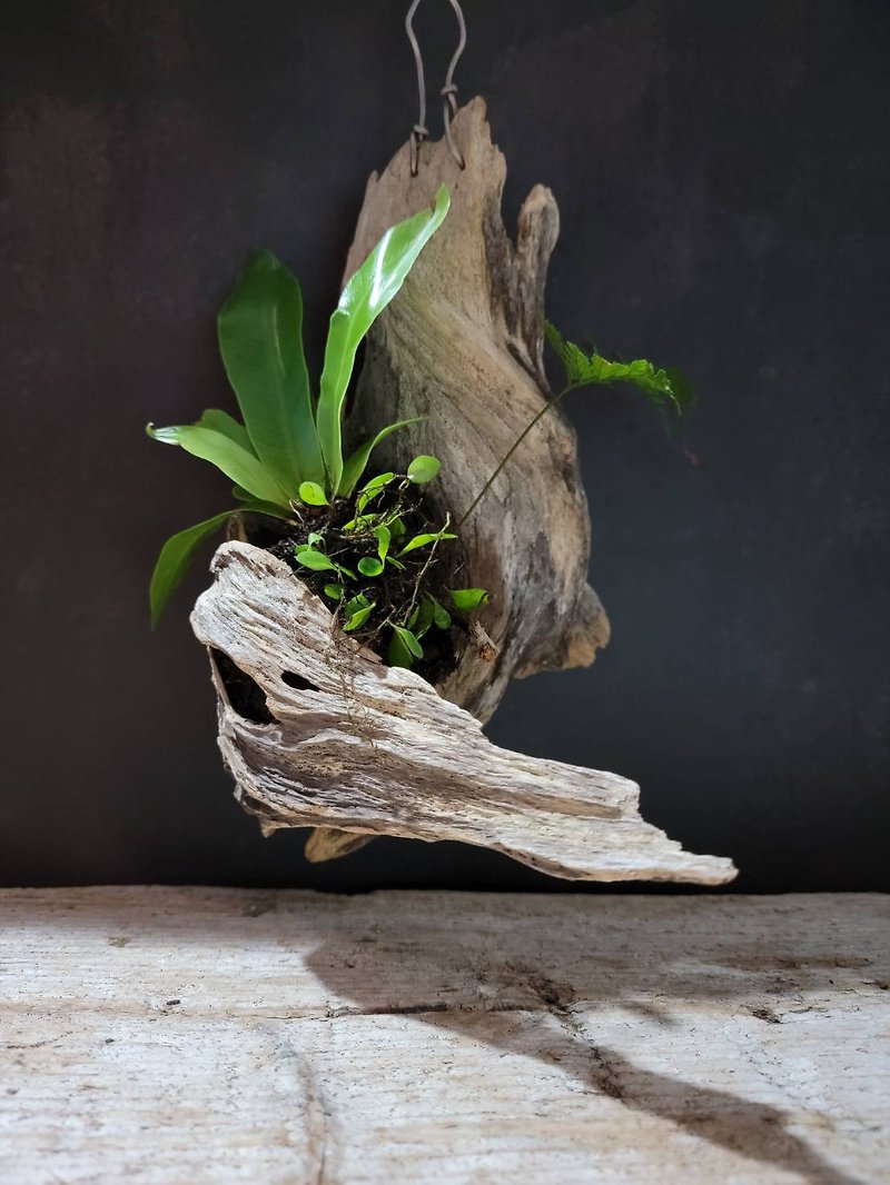 Driftwood | Plant Deco  |  MU23090502 - Plants - Wood Khaki