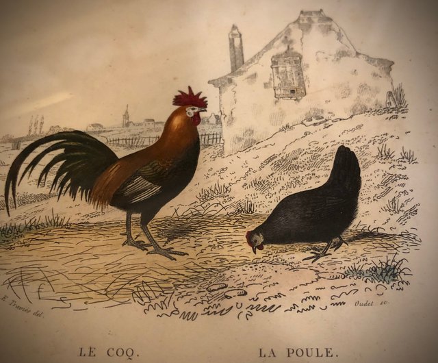 フランスアンティーク 古い鶏の絵画 油絵 装飾 額装 アンティーク