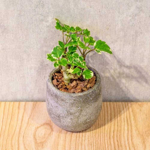 巧繪網植物館 福祿桐 桌上型水泥盆栽 觀葉植物 禮物 盆栽 交換禮物 辦公室小物