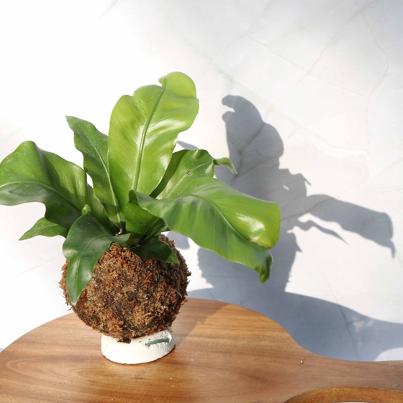 【Shensu Moss Ball】Indoor Plants/Home Furnishings/Indoor Plants - ตกแต่งต้นไม้ - พืช/ดอกไม้ สีเขียว