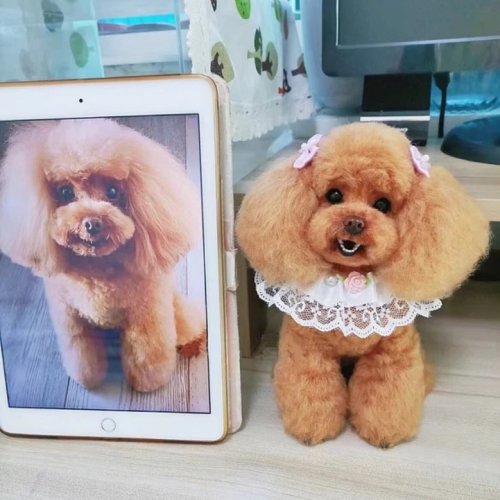 LifeXtyle 樂活式 客製化逼真貴賓犬羊毛氈寵物娃娃定製複刻狗狗貓咪毛小孩公仔