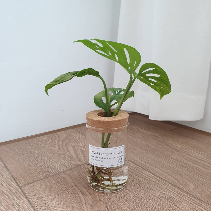 植栽 室內盆栽 窗孔龜背芋 水耕植物 - 植栽/盆栽 - 玻璃 綠色
