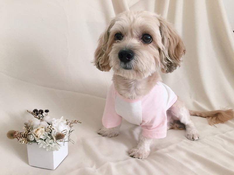 【Sweet Strawberry】Summer must-have pet clothes with contrasting colors and cool feeling - Clothing & Accessories - Cotton & Hemp White