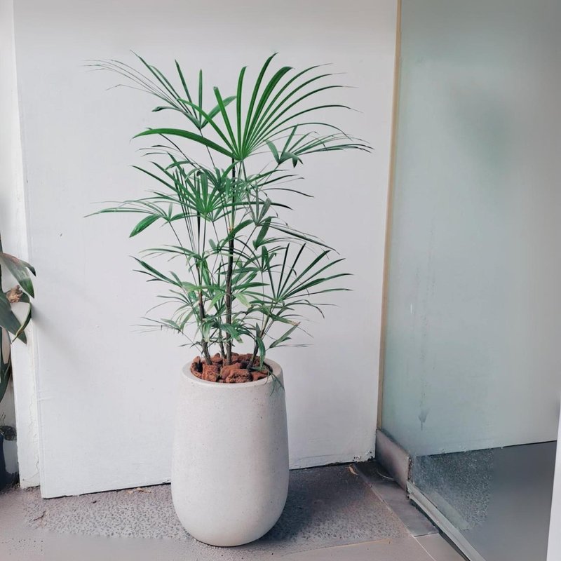 細葉棕櫚 小水磨盆 - 盆栽/植栽 - 植物．花 