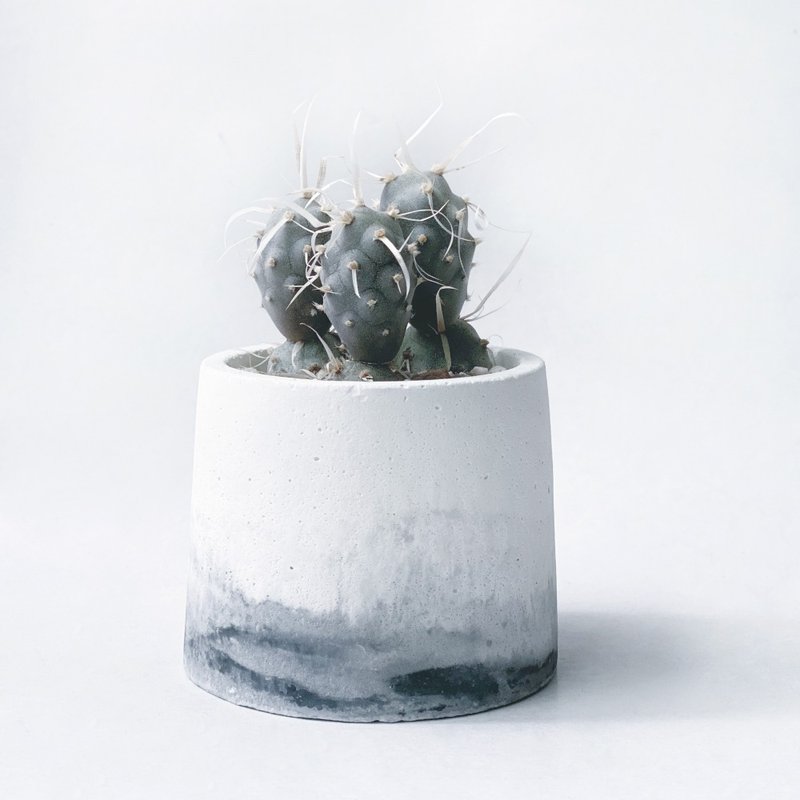 （スポット）ジェットブラックシリーズ|ロングソーン武蔵野サボテン丸セメントサボテン植栽 - 観葉植物 - 寄せ植え・花 ブラック