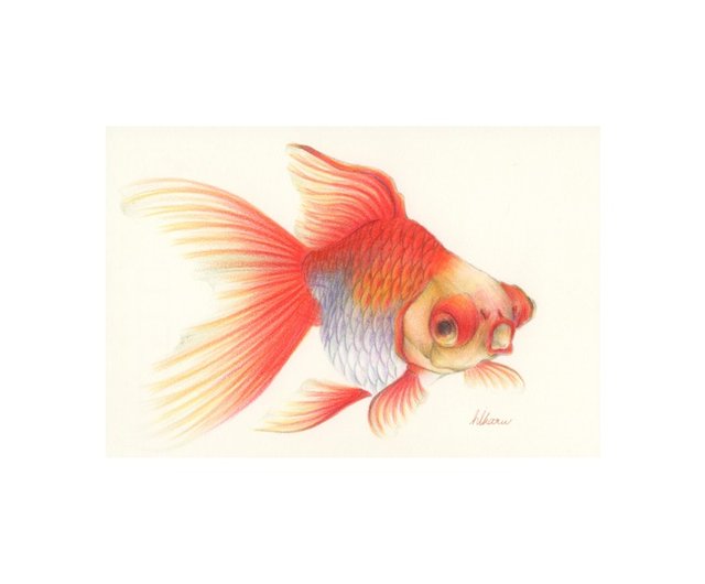 Illustration Of The Goldfish Red Moor 金魚原画出目金 設計館deme Tyoubi 海報 掛畫 掛布 Pinkoi