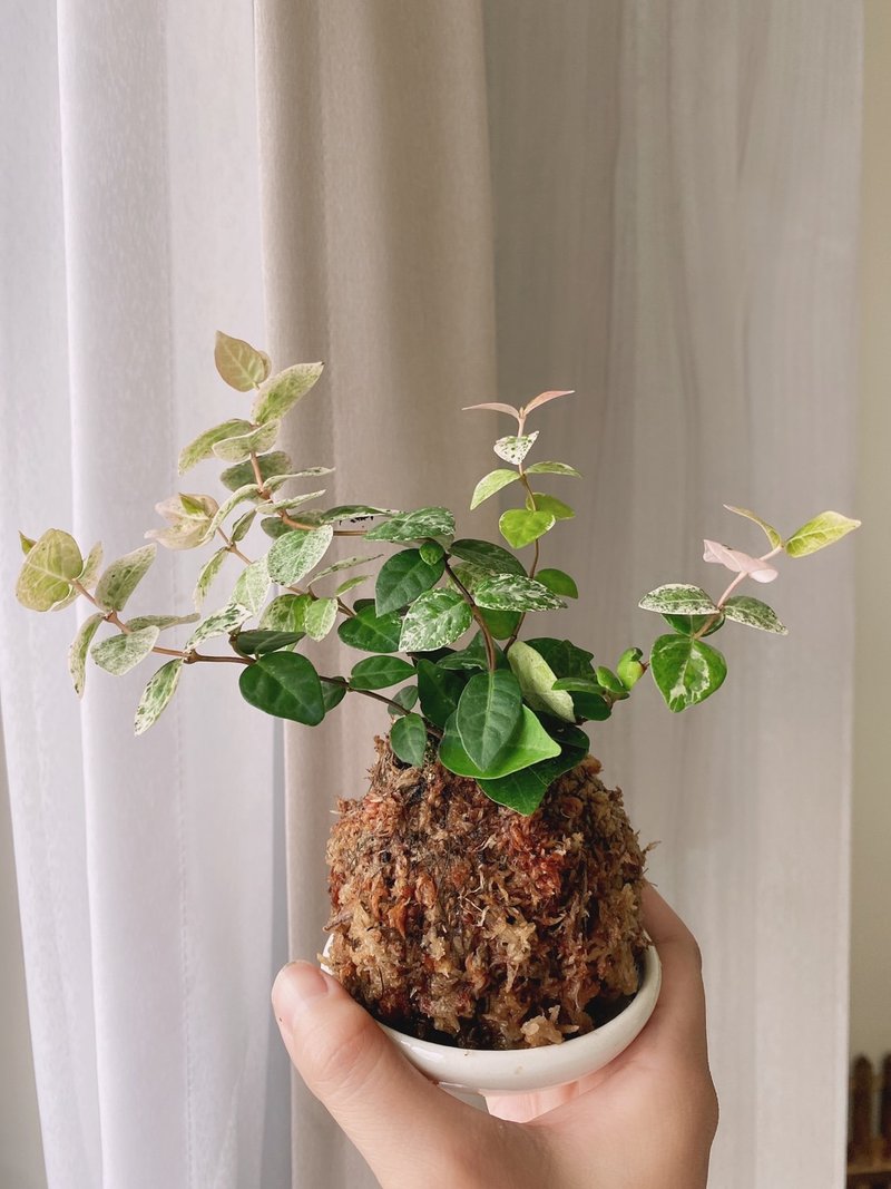 First snow kudzu/flower leaf Luoshi hand-made moss ball indoor foliage plant exchange gift birthday gift - ตกแต่งต้นไม้ - วัสดุอื่นๆ 