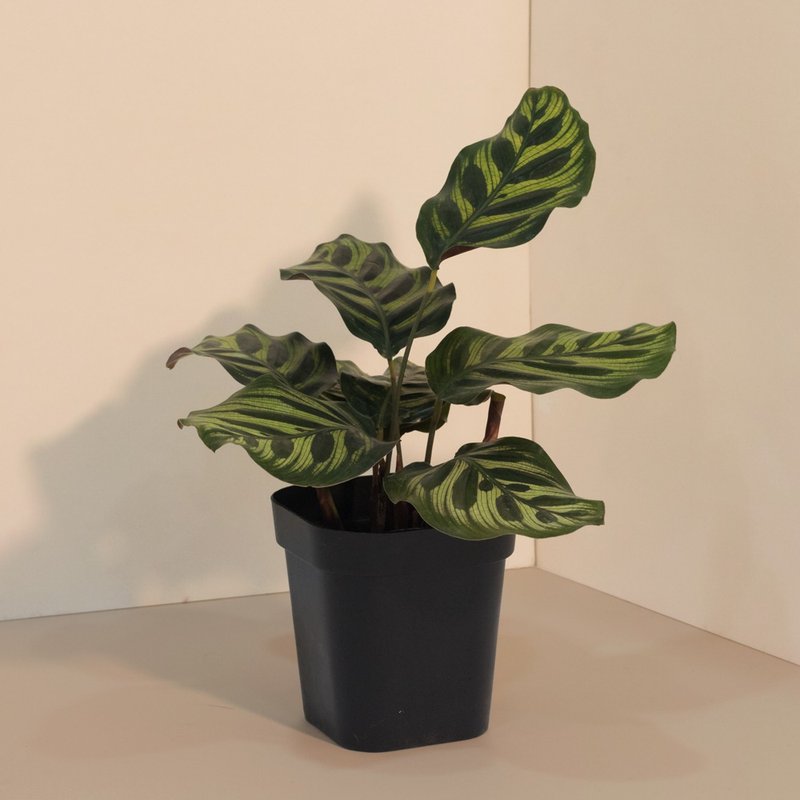 Peacock 孔雀_室內植栽 - 盆栽/植栽 - 植物．花 