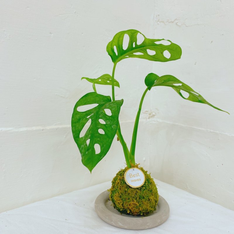 【Plant Kokedama】Monstera Adansonii Kokedama | Healing | Artistic | Gift | Foliage Plant | Home Decor - Plants - Plants & Flowers Khaki