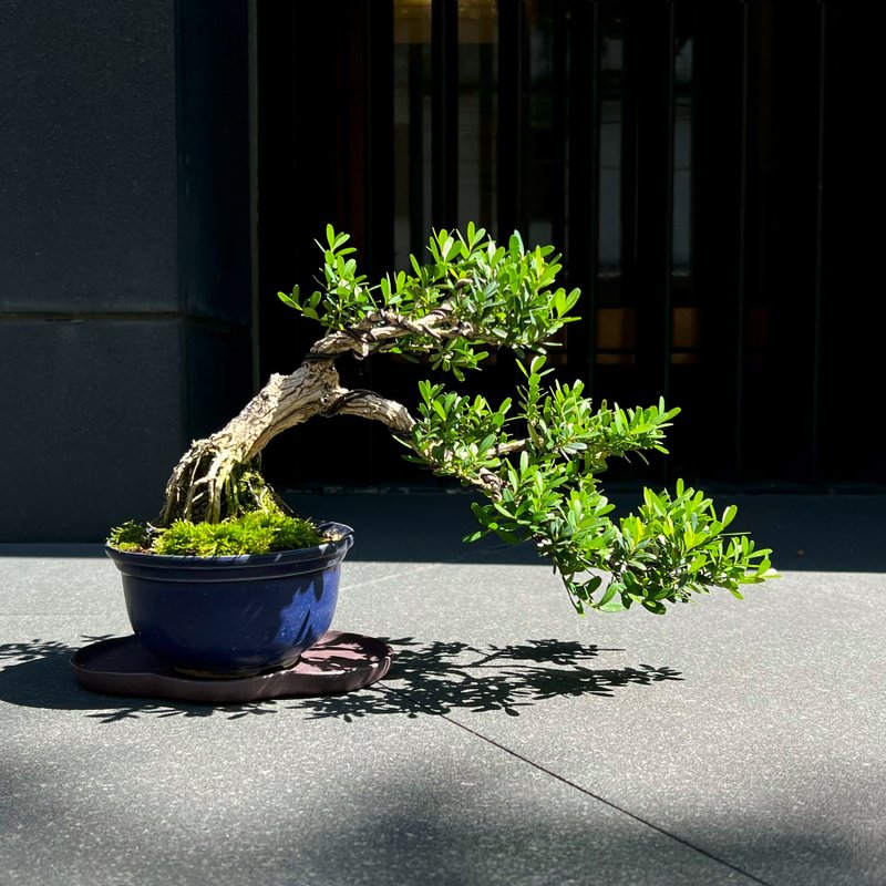 Golden willow∣Evergreen miniature bonsai - Plants - Pottery 