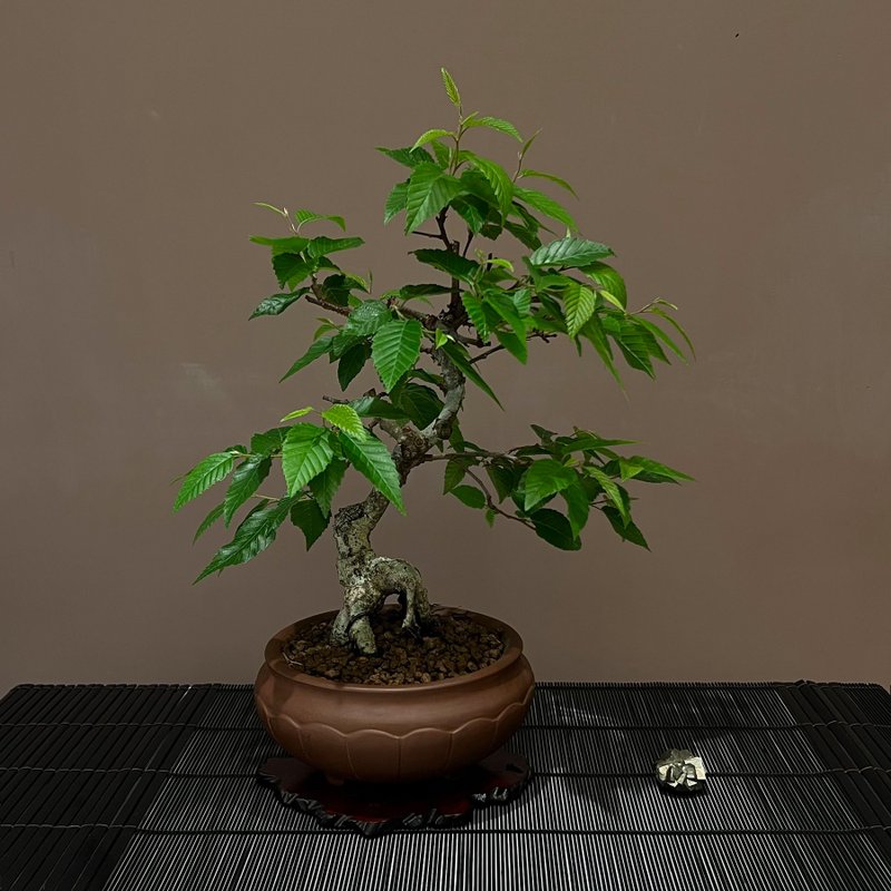 日本岩四手∣中品盆景 - 植栽/盆栽 - 陶 