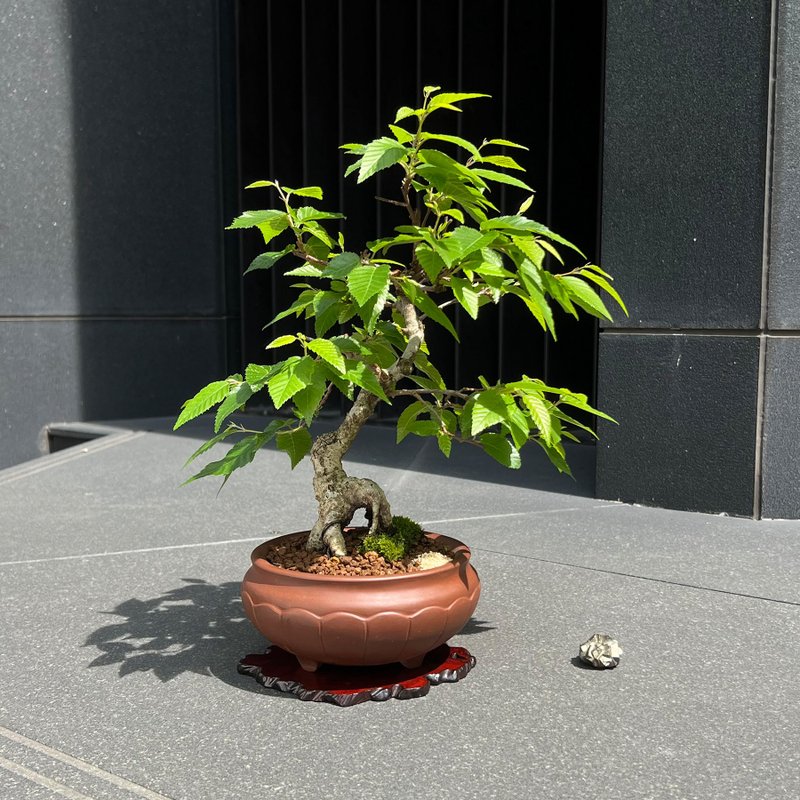 日本岩四手∣中品盆景 - 盆栽/植栽 - 陶 