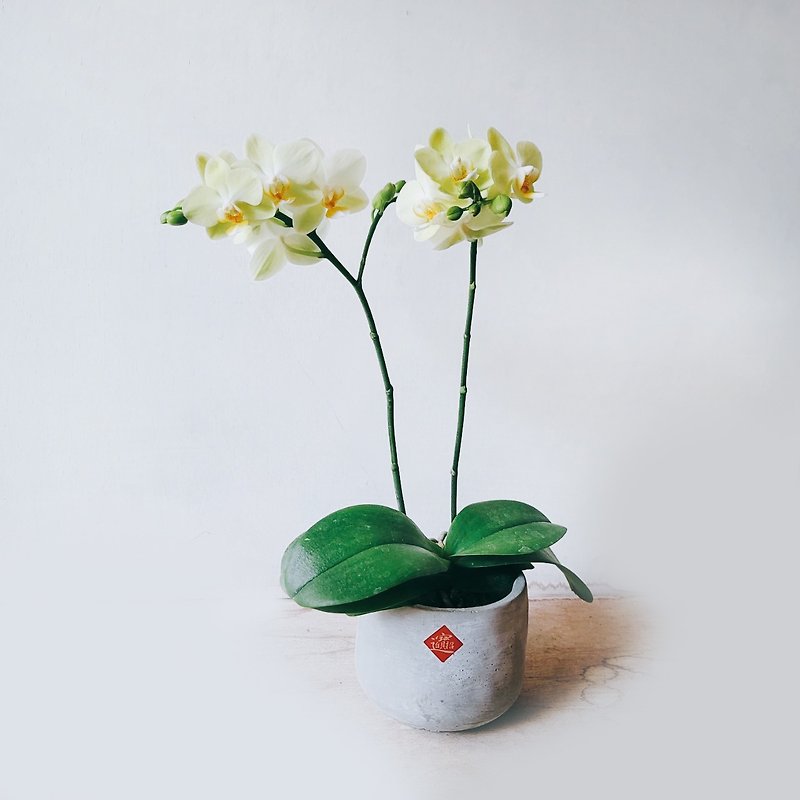 Green Elf Orchid - ตกแต่งต้นไม้ - พืช/ดอกไม้ 