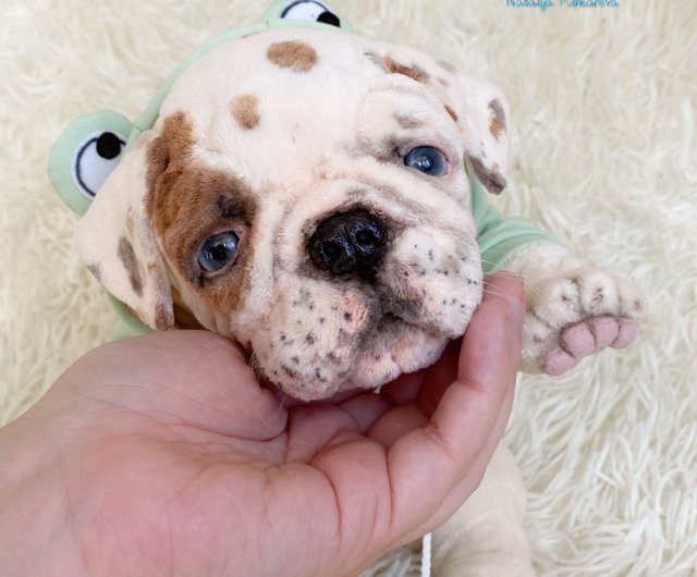 Toy english bulldog outlet puppies for sale