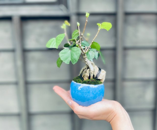 イエローハイビスカスl日本のポットスケッチ鉢植えコケ鉢植え屋内植栽ギフト - ショップ sanlouhuayuan2018 観葉植物 - Pinkoi