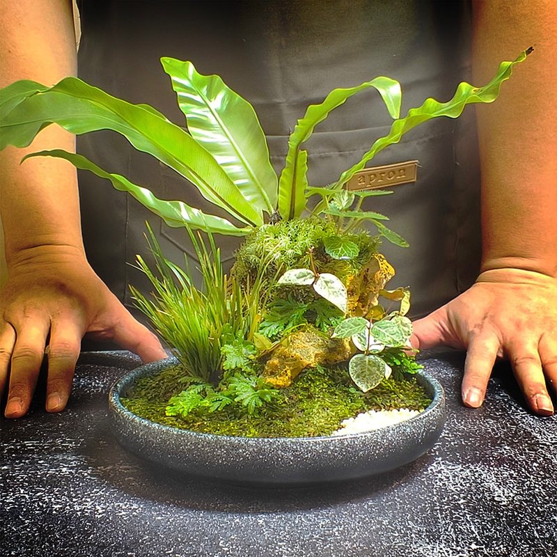 新品上市 崖上之綠 / 主題性客製化造景開放生態盆 - 盆栽/植栽 - 植物．花 