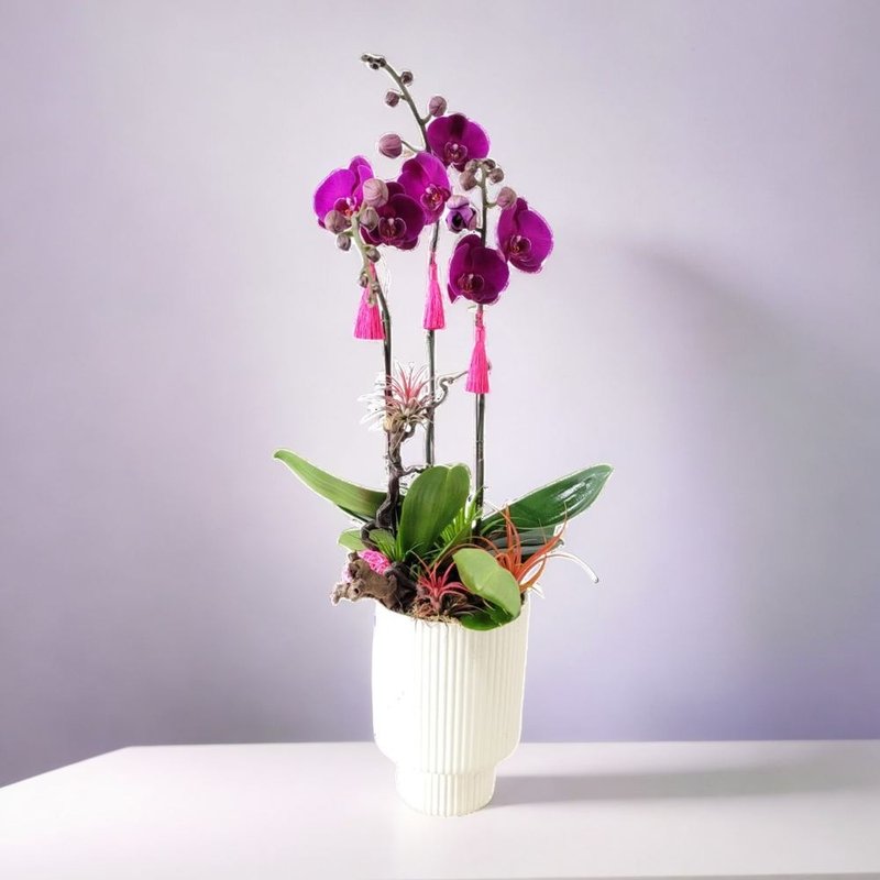 Pepper Moth / Phalaenopsis Orchids (3 Flowers) GF00237 - ตกแต่งต้นไม้ - พืช/ดอกไม้ 