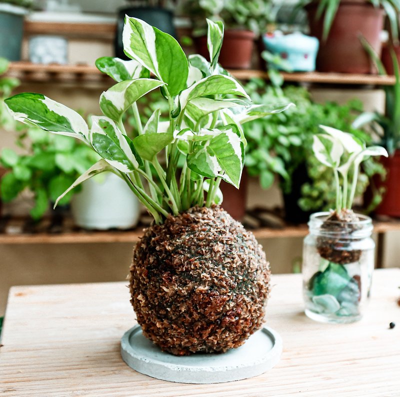 【材料包】 DIY苔球材料包/ 有教學影片 - 盆栽/花藝 - 植物．花 綠色