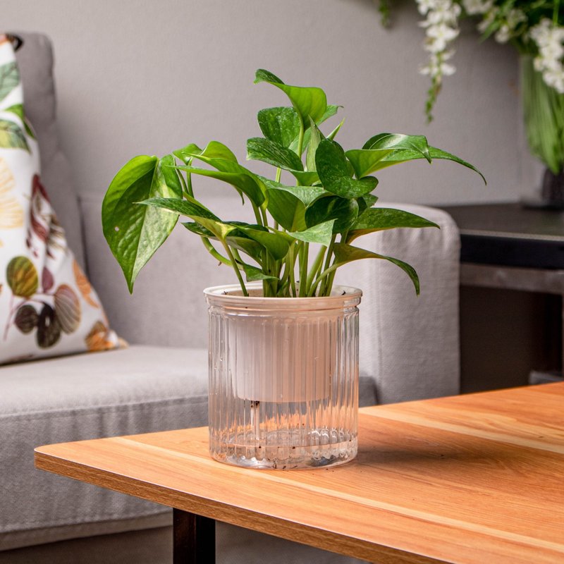 Water-free golden kudzu potted plant shade-tolerant indoor plant foliage plant gift office small - ตกแต่งต้นไม้ - พืช/ดอกไม้ 