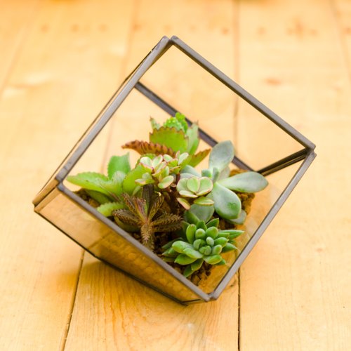 微景設計 小建築多肉植物 禮物開幕賀禮