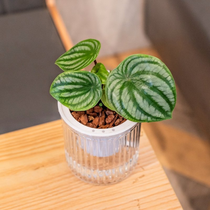スイカの皮ペッパーグラス観葉植物シンプルスタイルレイジーポット植木鉢透明自動吸水洗面器 - 観葉植物 - 寄せ植え・花 